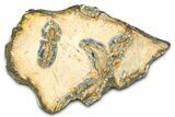 Mammoth Molar Slice With Case - South Carolina #377757-1